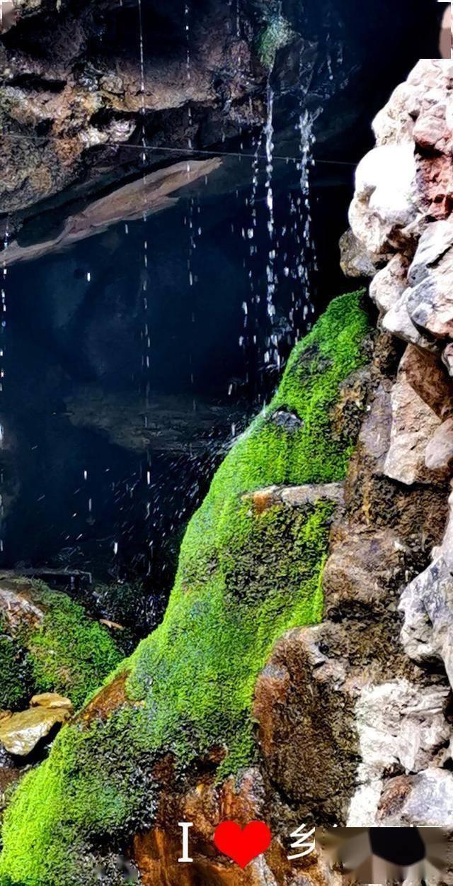 春雨直播app